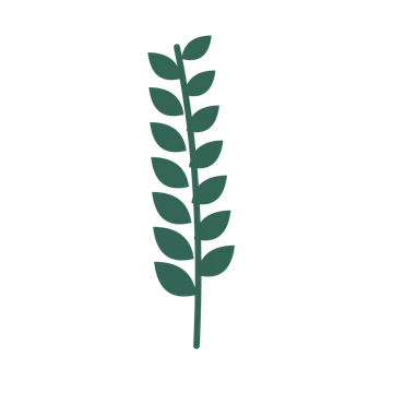 Laurel foliage in an upright arrangement, with 7 pairs of leaves on each stem.