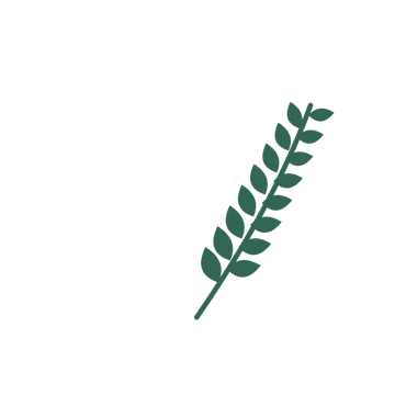 Laurel foliage in an arching arrangement, with 8 pairs of leaves on each stem.