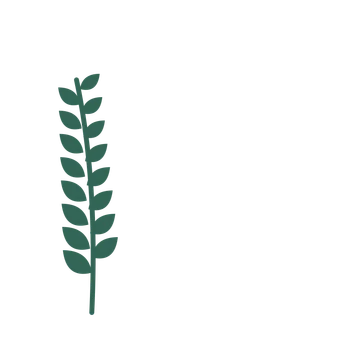Laurel foliage in an corner arrangement, with 8 pairs of leaves on each stem.