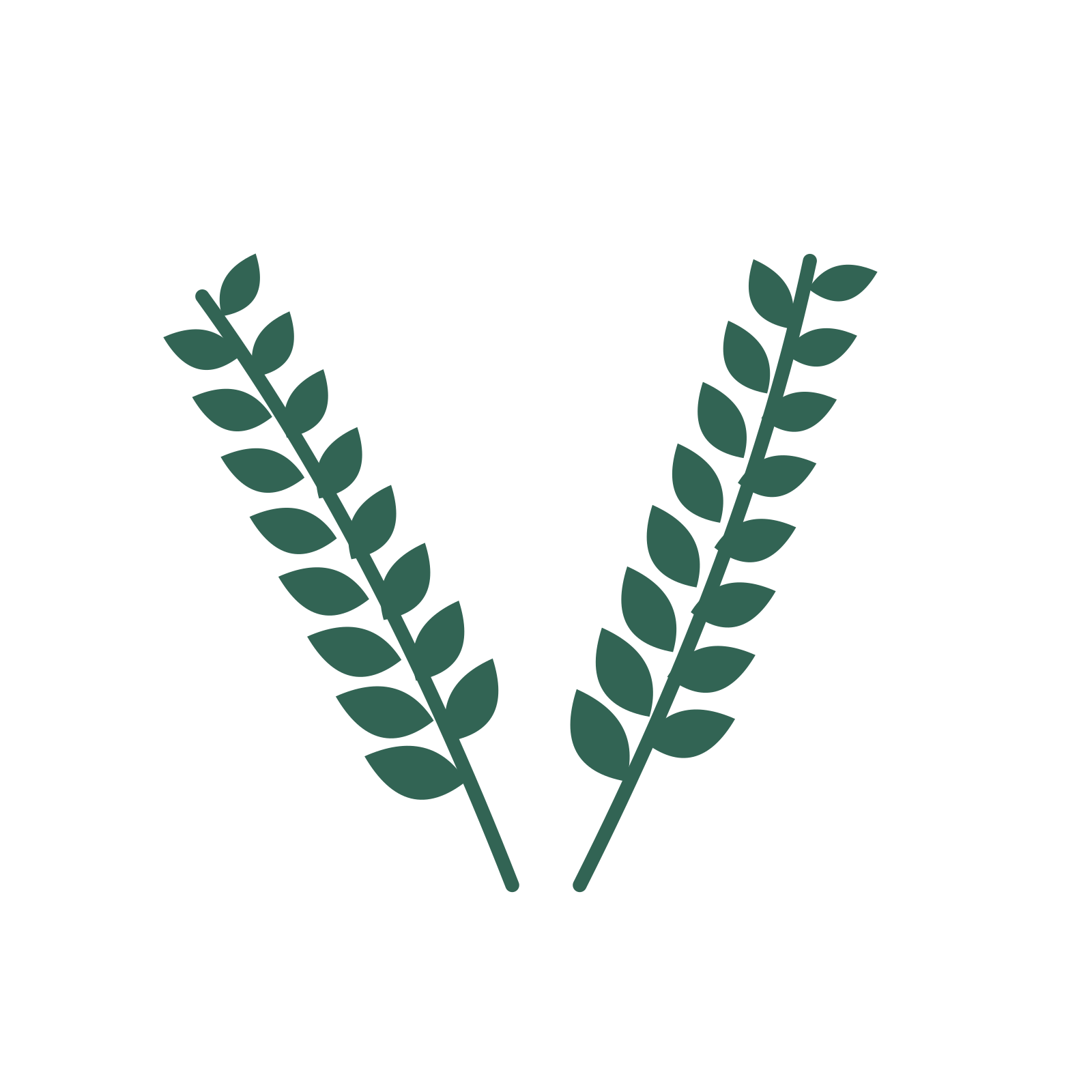 Laurel foliage in an paired arrangement, with 8 pairs of leaves on each stem.
