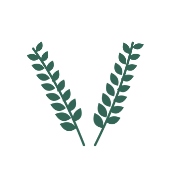 Laurel foliage in an paired arrangement, with 8 pairs of leaves on each stem.