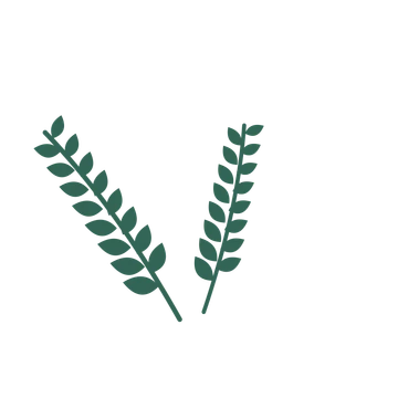 Laurel foliage in an spray arrangement, with 8 pairs of leaves on each stem.