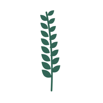 Laurel foliage in an upright arrangement, with 8 pairs of leaves on each stem.
