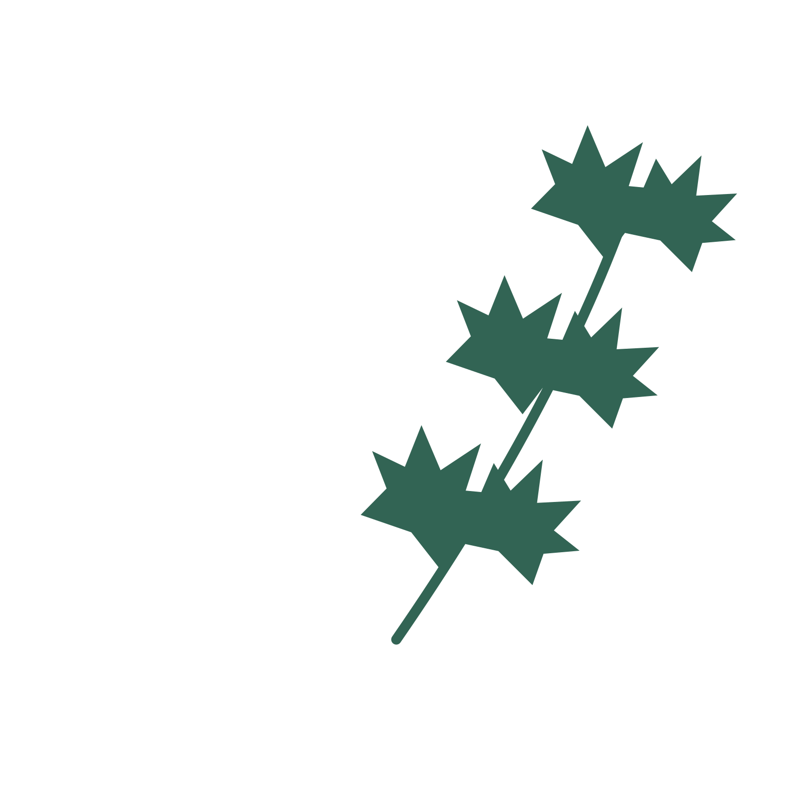 Maple foliage in an arching arrangement, with 3 pairs of leaves on each stem.