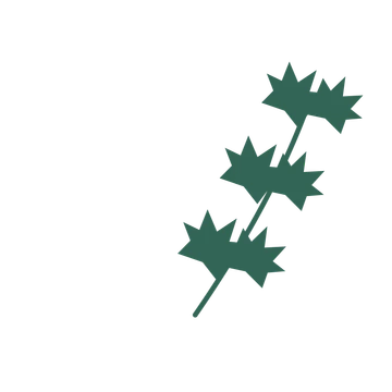 Maple foliage in an arching arrangement, with 3 pairs of leaves on each stem.