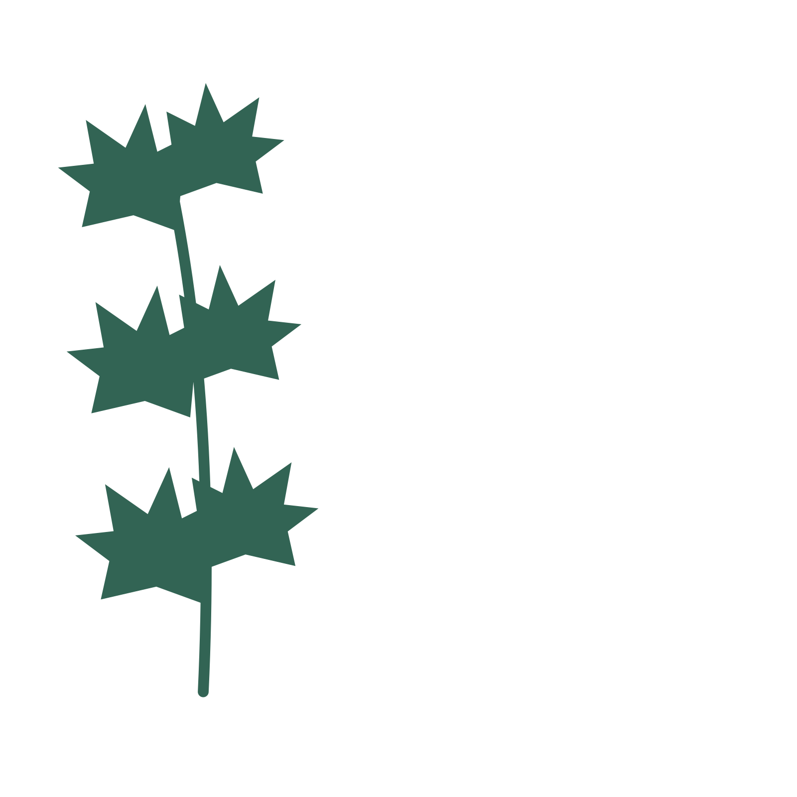 Maple foliage in an corner arrangement, with 3 pairs of leaves on each stem.