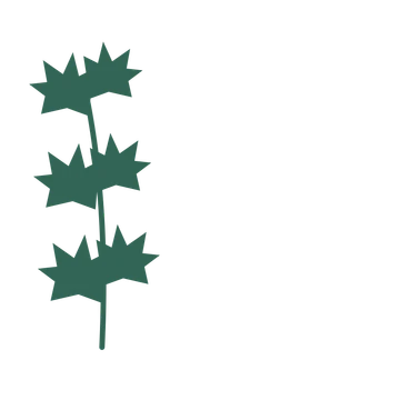 Maple foliage in an corner arrangement, with 3 pairs of leaves on each stem.