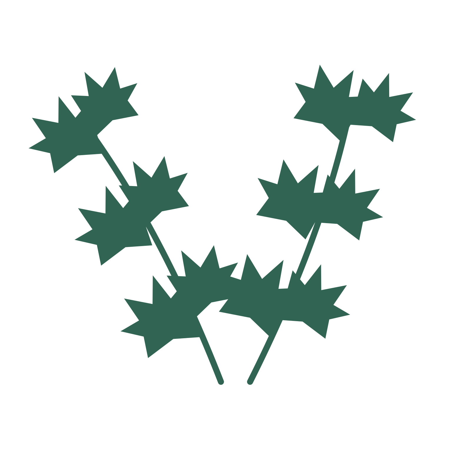 Maple foliage in an paired arrangement, with 3 pairs of leaves on each stem.