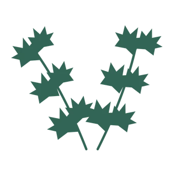 Maple foliage in an paired arrangement, with 3 pairs of leaves on each stem.