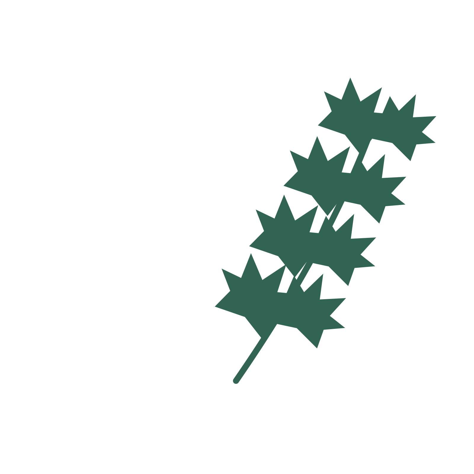 Maple foliage in an arching arrangement, with 4 pairs of leaves on each stem.