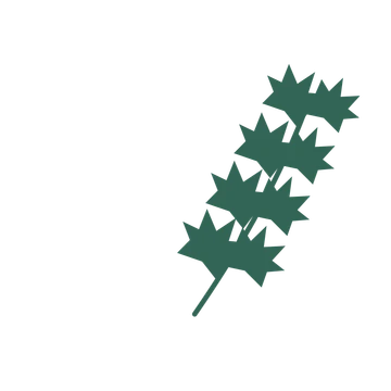 Maple foliage in an arching arrangement, with 4 pairs of leaves on each stem.