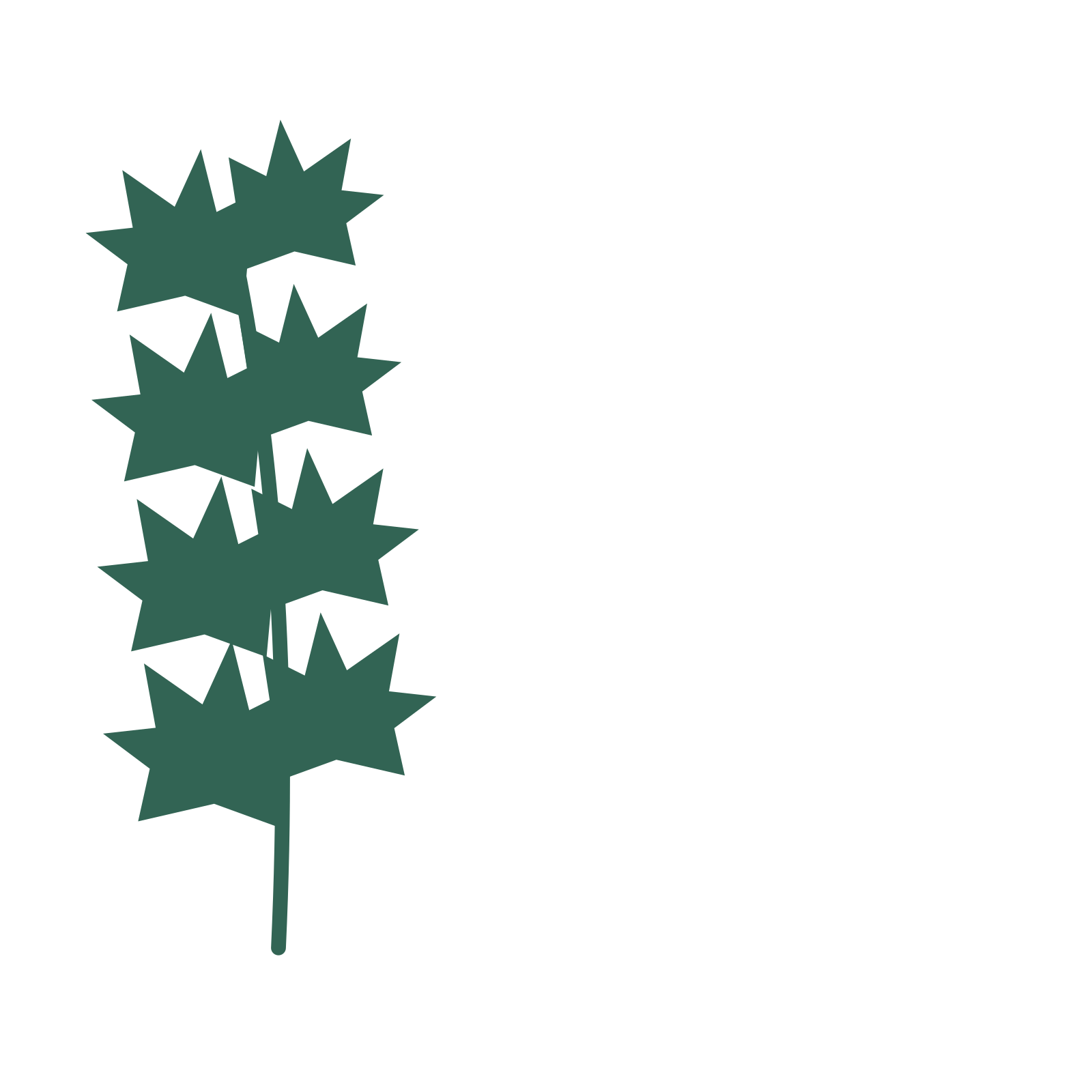 Maple foliage in an corner arrangement, with 4 pairs of leaves on each stem.