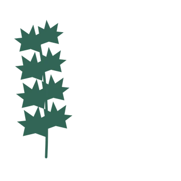 Maple foliage in an corner arrangement, with 4 pairs of leaves on each stem.