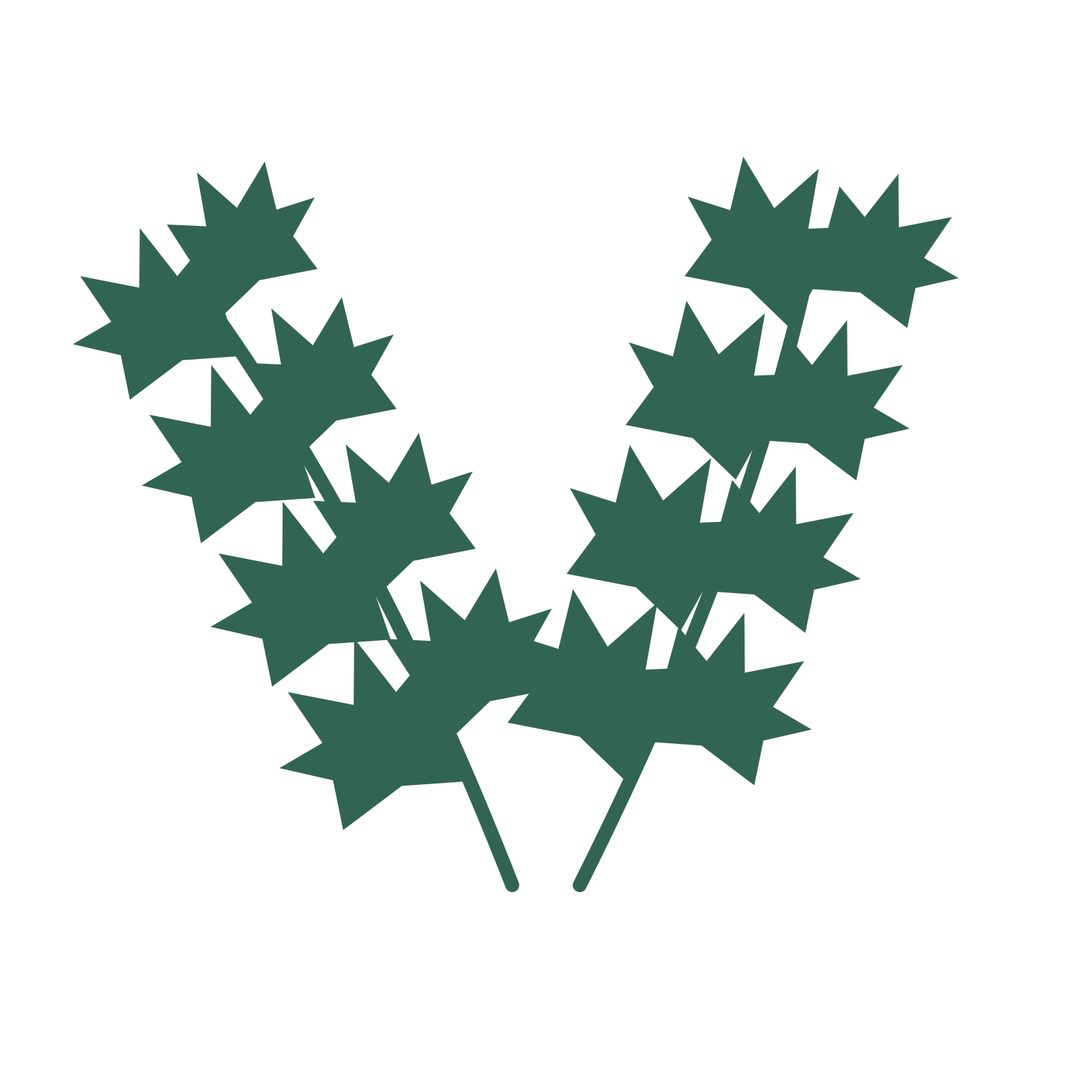 Maple foliage in an paired arrangement, with 4 pairs of leaves on each stem.