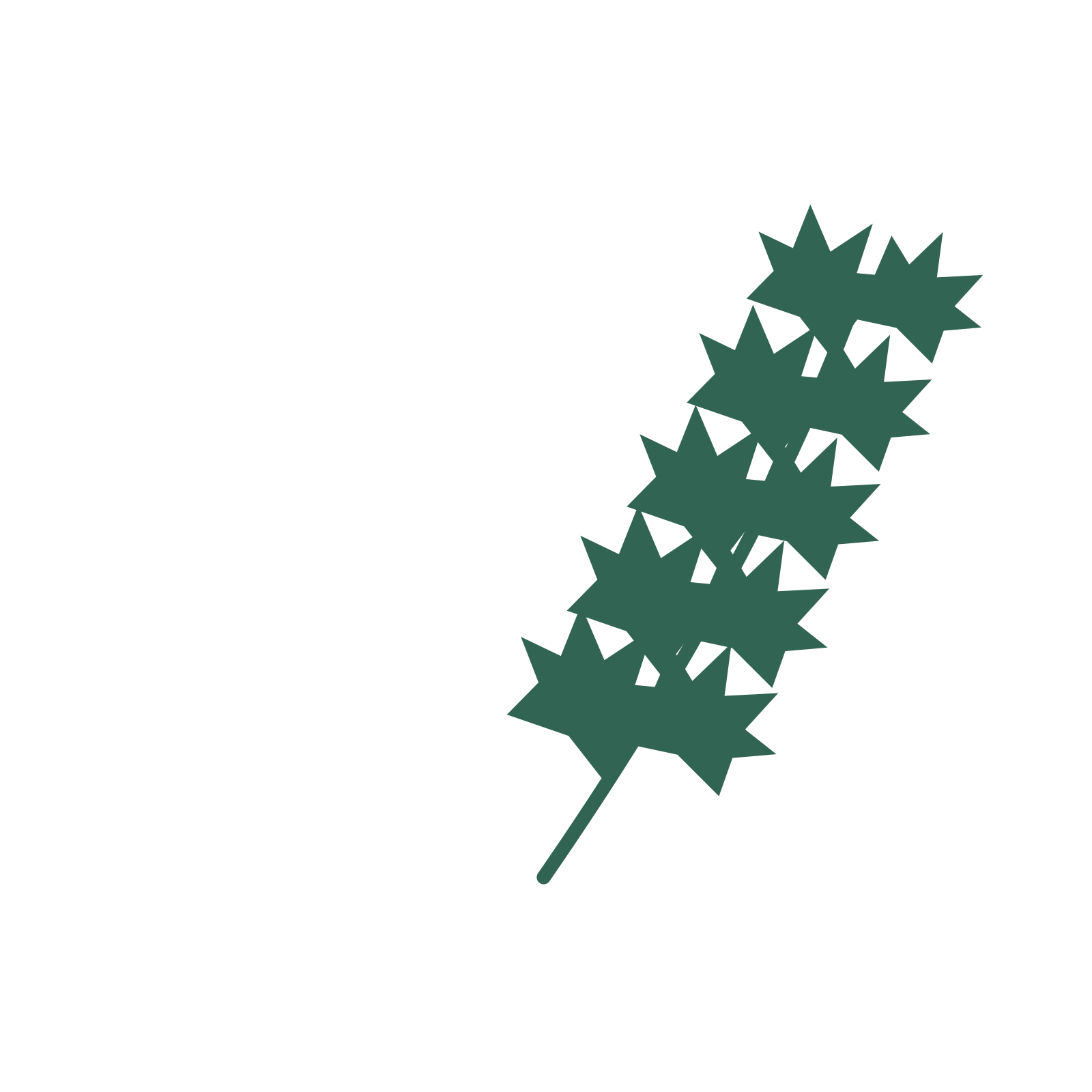 Maple foliage in an arching arrangement, with 5 pairs of leaves on each stem.