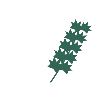 Maple foliage in an arching arrangement, with 5 pairs of leaves on each stem.