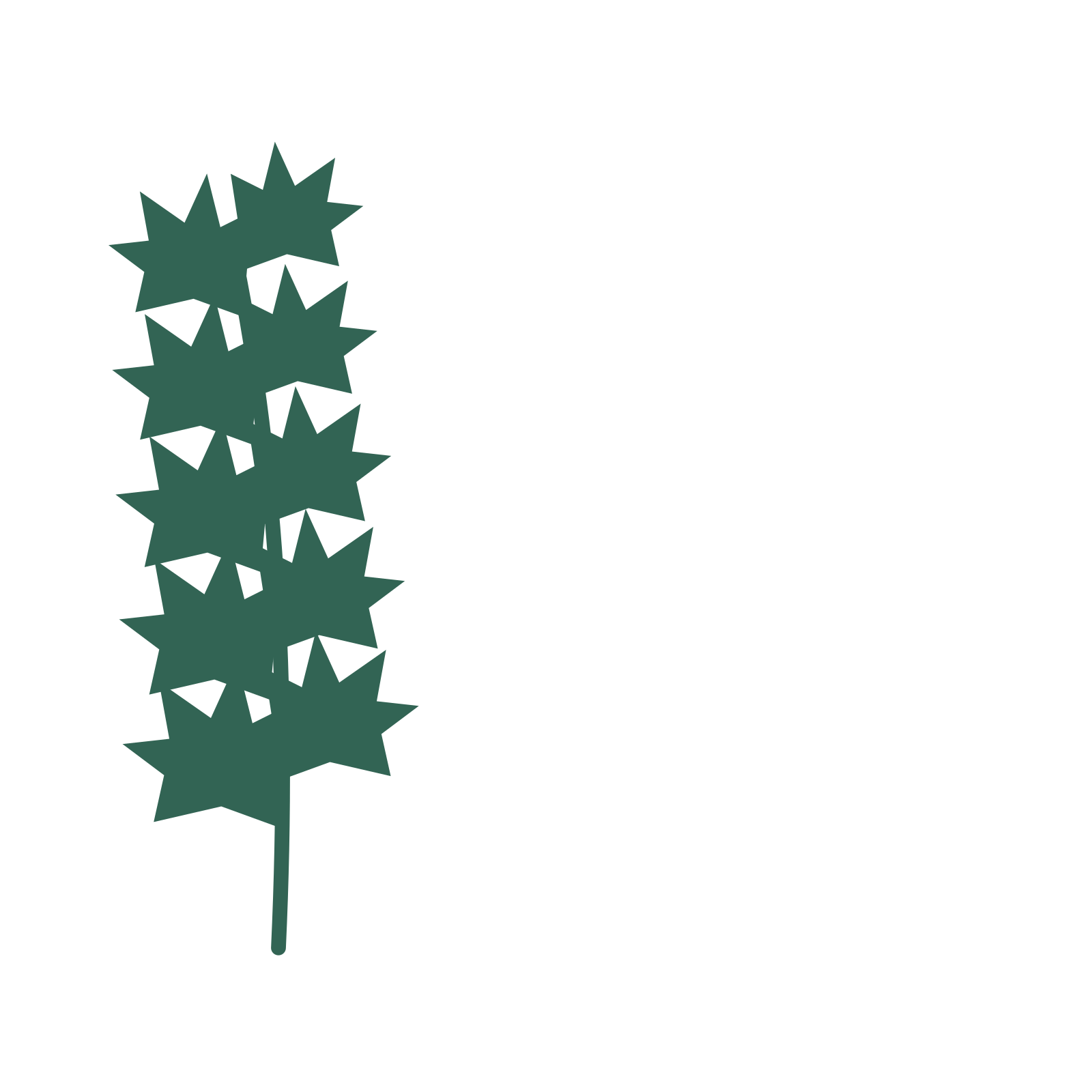 Maple foliage in an corner arrangement, with 5 pairs of leaves on each stem.