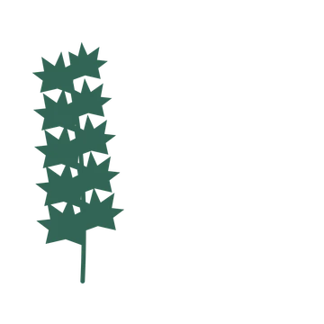 Maple foliage in an corner arrangement, with 5 pairs of leaves on each stem.
