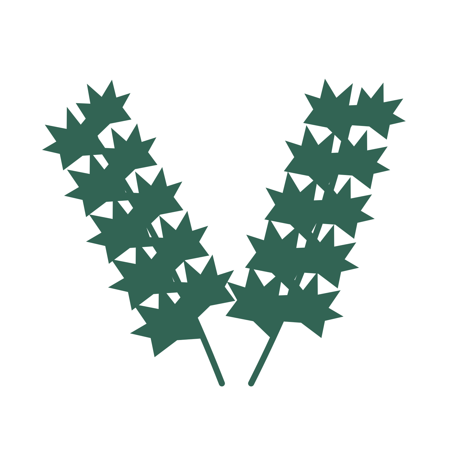 Maple foliage in an paired arrangement, with 5 pairs of leaves on each stem.