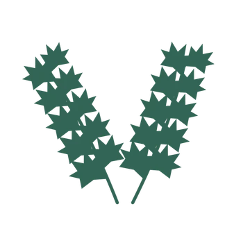 Maple foliage in an paired arrangement, with 5 pairs of leaves on each stem.