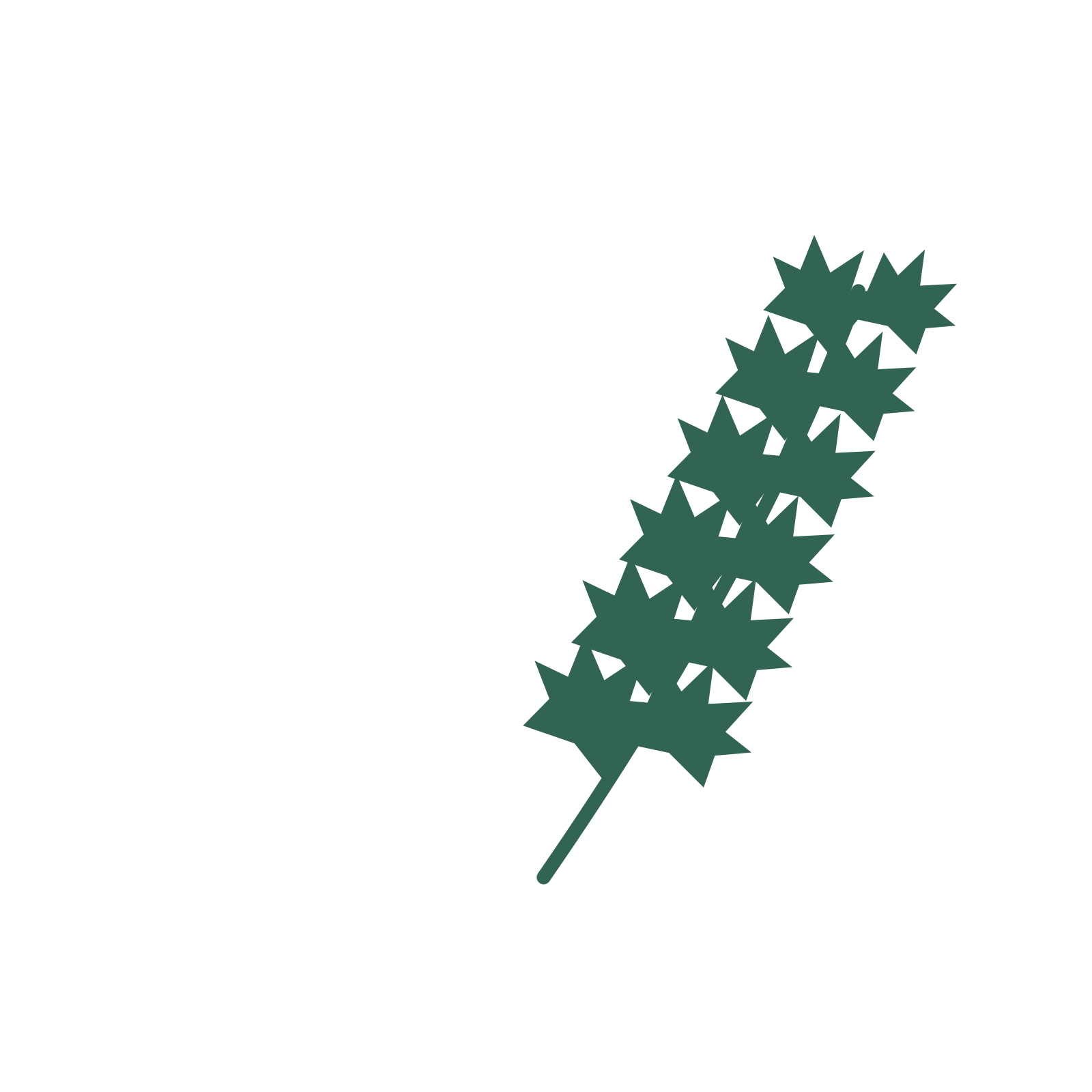 Maple foliage in an arching arrangement, with 6 pairs of leaves on each stem.