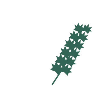 Maple foliage in an arching arrangement, with 6 pairs of leaves on each stem.