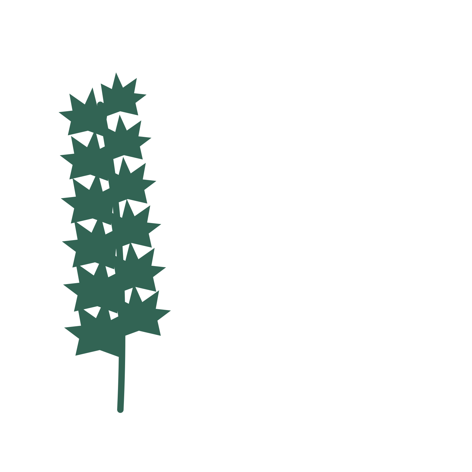 Maple foliage in an corner arrangement, with 6 pairs of leaves on each stem.
