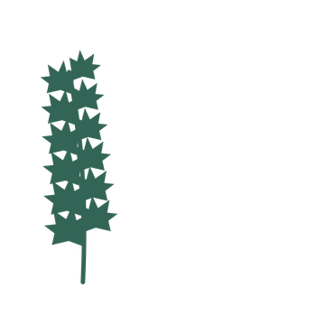 Maple foliage in an corner arrangement, with 6 pairs of leaves on each stem.