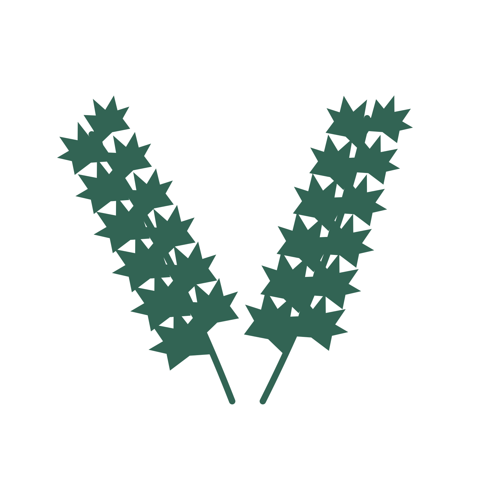 Maple foliage in an paired arrangement, with 6 pairs of leaves on each stem.