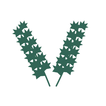 Maple foliage in an paired arrangement, with 6 pairs of leaves on each stem.