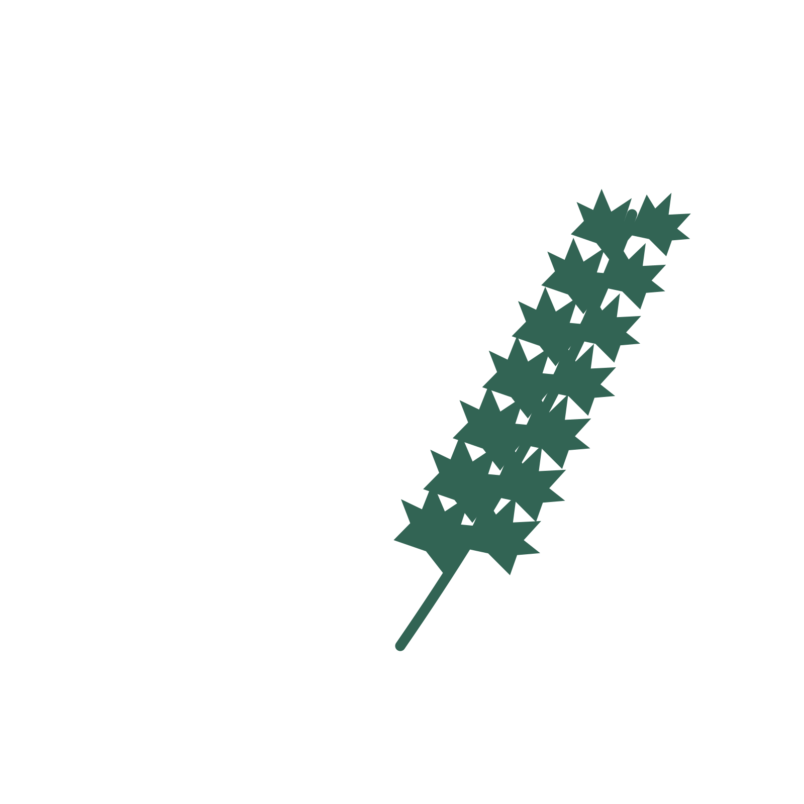 Maple foliage in an arching arrangement, with 7 pairs of leaves on each stem.
