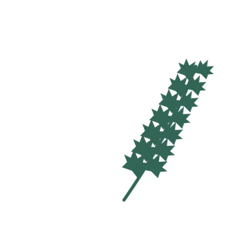 Maple foliage in an arching arrangement, with 7 pairs of leaves on each stem.