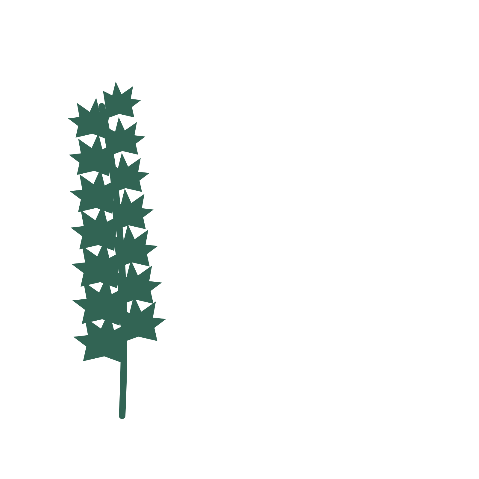 Maple foliage in an corner arrangement, with 7 pairs of leaves on each stem.