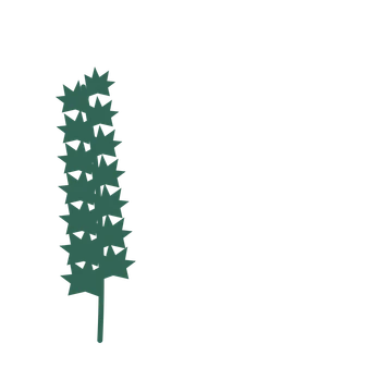 Maple foliage in an corner arrangement, with 7 pairs of leaves on each stem.