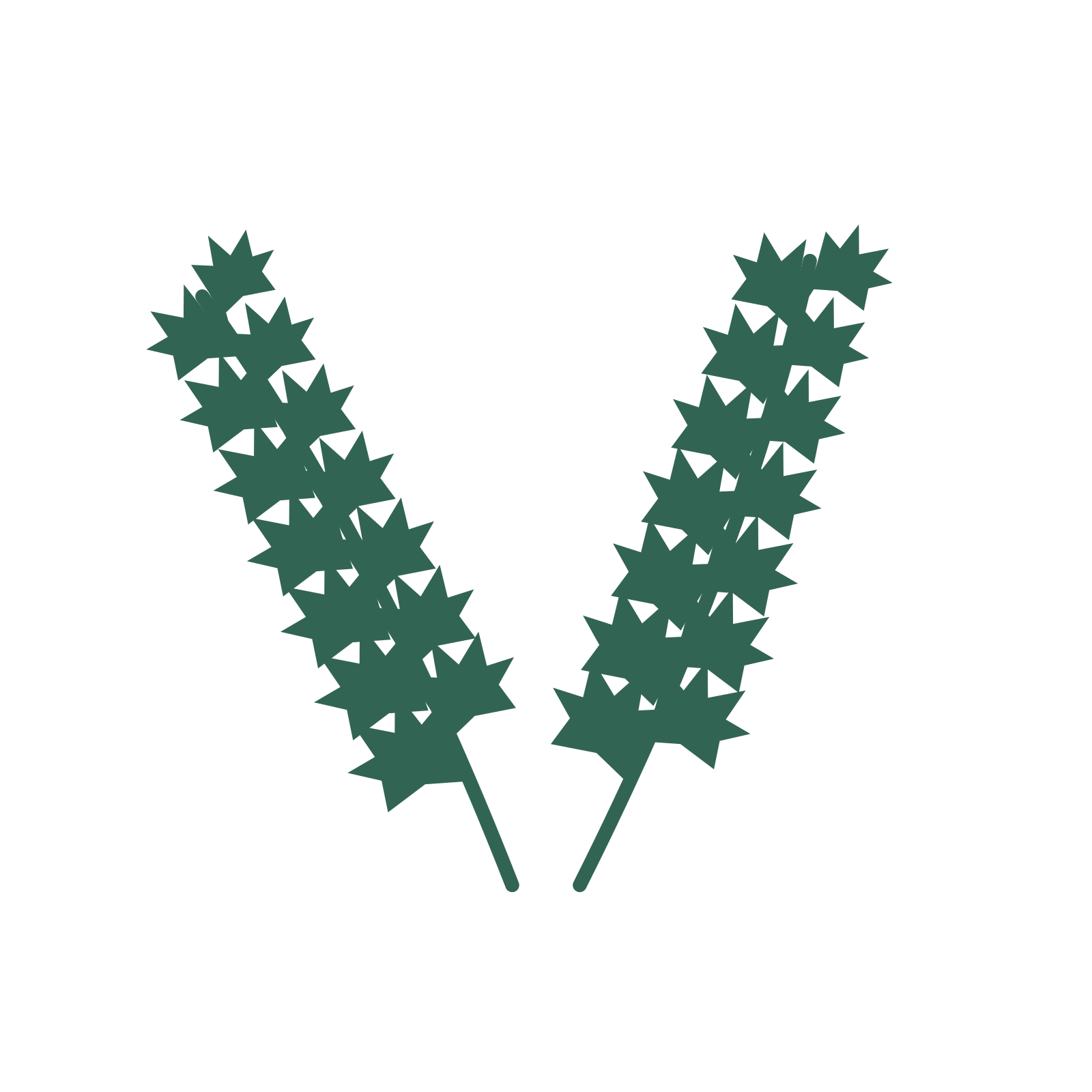 Maple foliage in an paired arrangement, with 7 pairs of leaves on each stem.