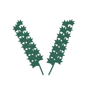 Maple foliage in an paired arrangement, with 7 pairs of leaves on each stem.