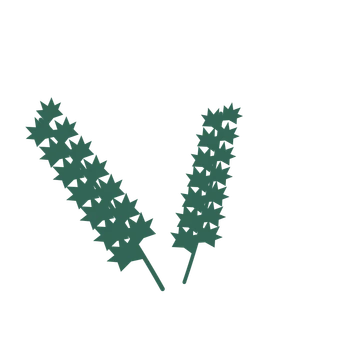 Maple foliage in an spray arrangement, with 7 pairs of leaves on each stem.