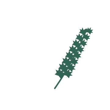 Maple foliage in an arching arrangement, with 8 pairs of leaves on each stem.