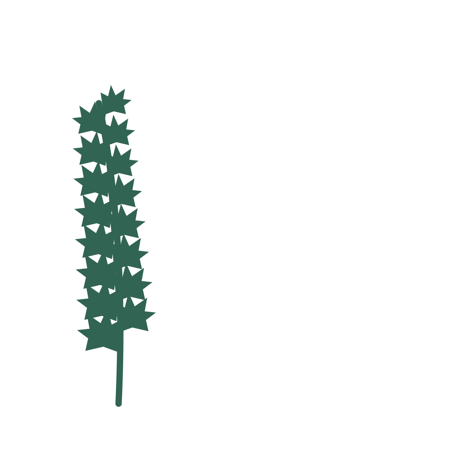 Maple foliage in an corner arrangement, with 8 pairs of leaves on each stem.