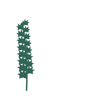 Maple foliage in an corner arrangement, with 8 pairs of leaves on each stem.