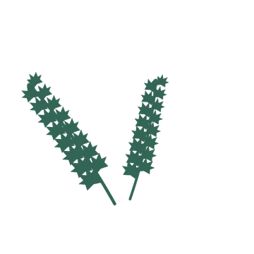 Maple foliage in an spray arrangement, with 8 pairs of leaves on each stem.