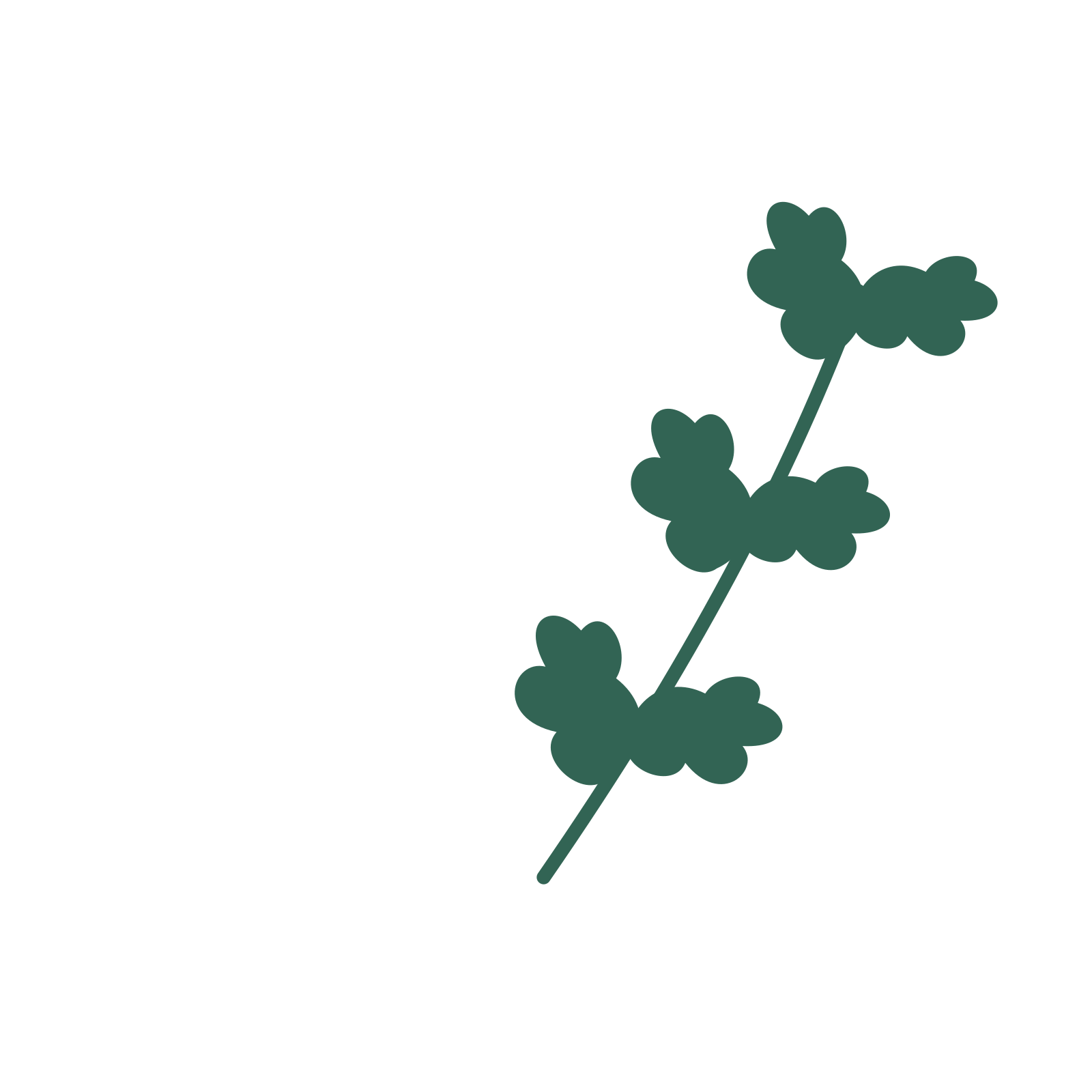 Oak foliage in an arching arrangement, with 3 pairs of leaves on each stem.