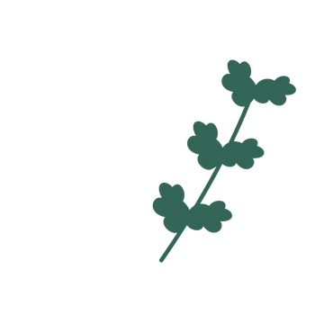 Oak foliage in an arching arrangement, with 3 pairs of leaves on each stem.
