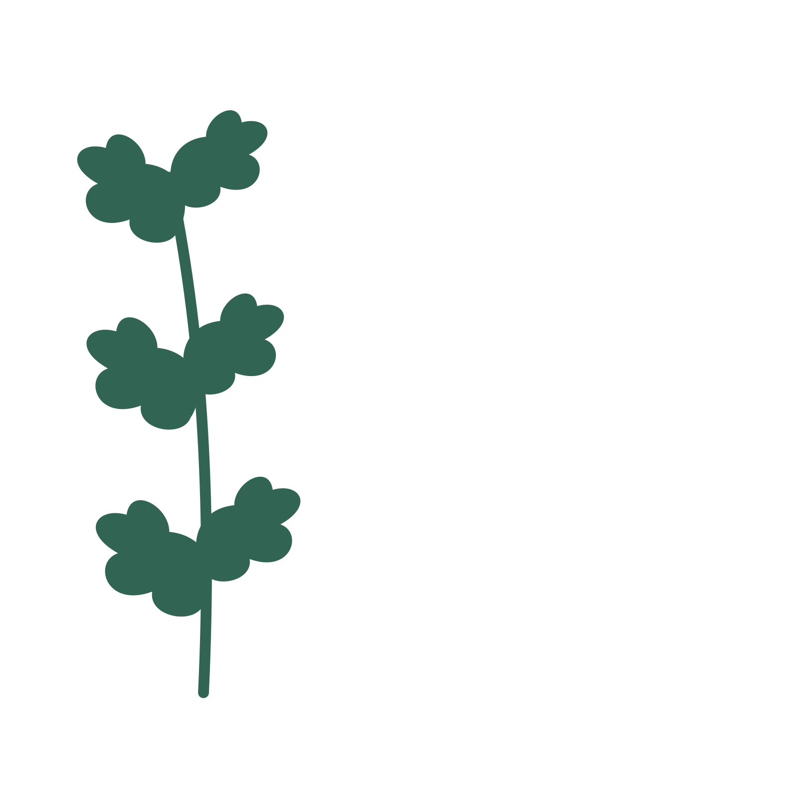 Oak foliage in an corner arrangement, with 3 pairs of leaves on each stem.