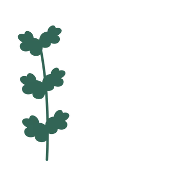 Oak foliage in an corner arrangement, with 3 pairs of leaves on each stem.