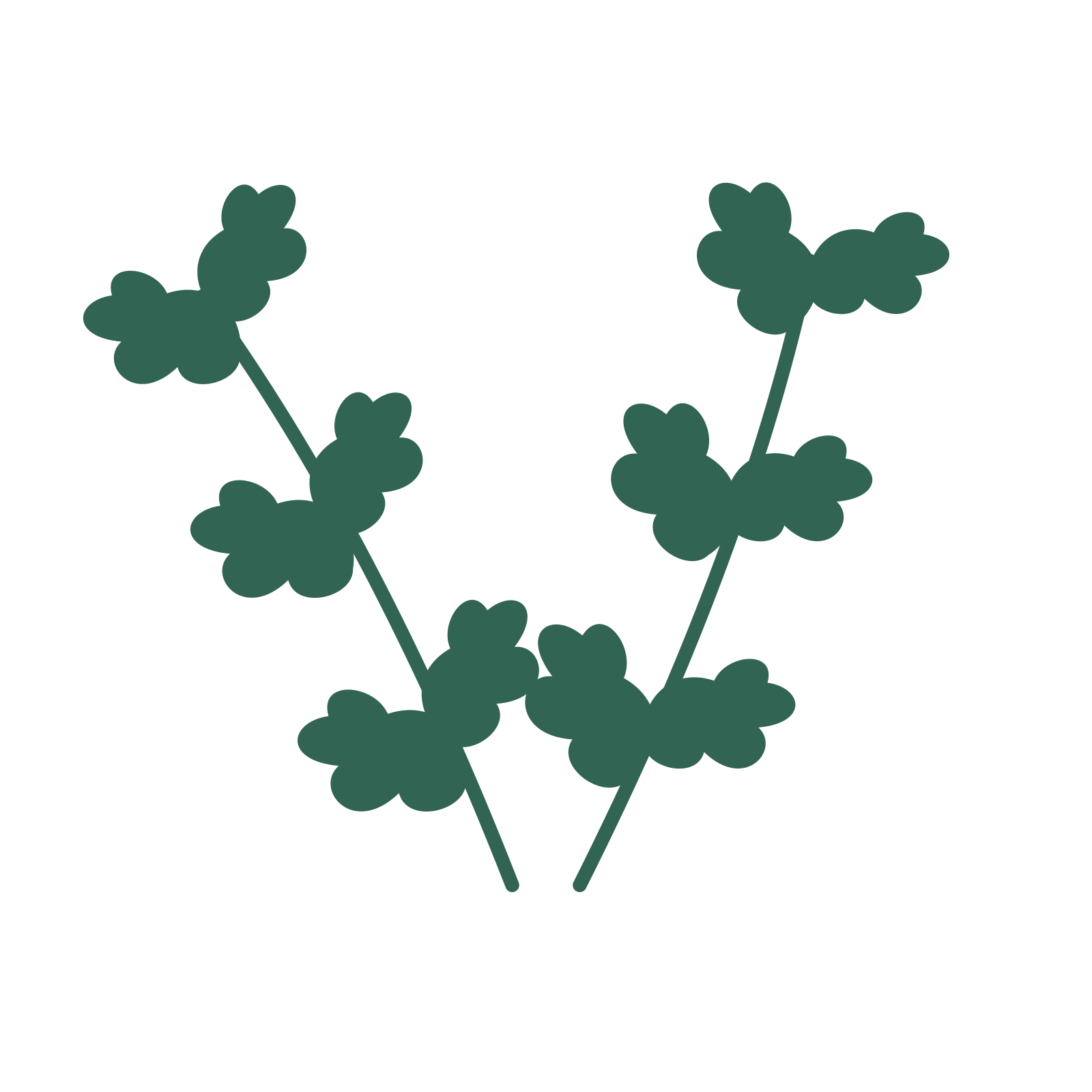 Oak foliage in an paired arrangement, with 3 pairs of leaves on each stem.