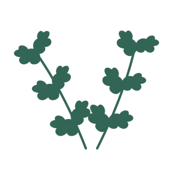 Oak foliage in an paired arrangement, with 3 pairs of leaves on each stem.