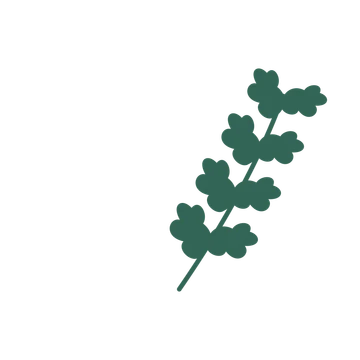 Oak foliage in an arching arrangement, with 4 pairs of leaves on each stem.