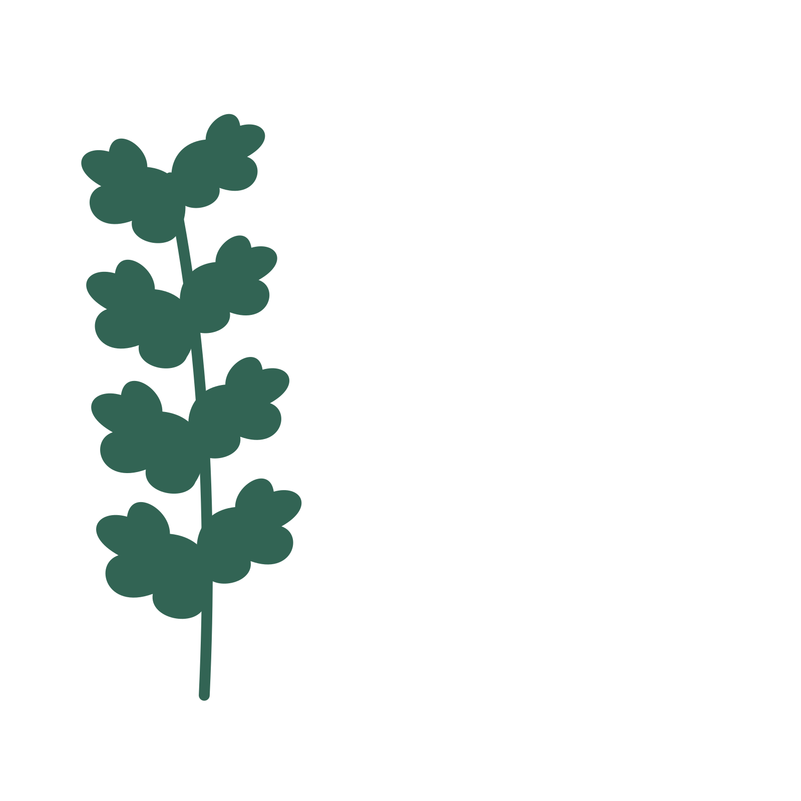 Oak foliage in an corner arrangement, with 4 pairs of leaves on each stem.