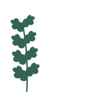 Oak foliage in an corner arrangement, with 4 pairs of leaves on each stem.